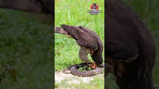 ÁGUILA VS SERPIENTE #shorts #video