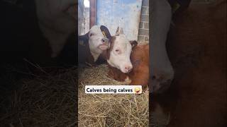 Happy Calves Relaxing in Hay🐮❤️ Baby Cows on the Farm🐄 #cowvideos #babyfarmanimals #cutecows #cattle