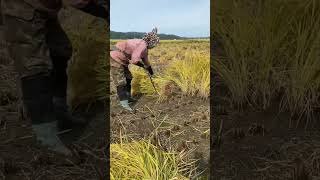 Horvest 09421 mini rotary tillage and ridging all-in one tree 🌲 short view