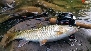 Sebarau Baham Spoon Kecil | Casting Jeram | Stream Fishing