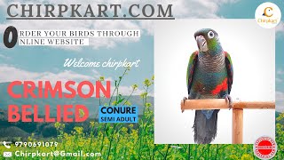 CRIMSON BELLIED PARAKEET || CONURE BIRDS || CHIRPKART || ONLINE PET SHOP || COIMBATORE