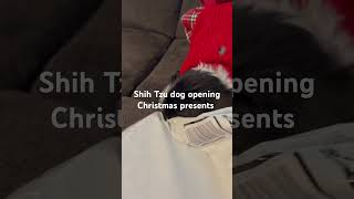 Shih Tzu dog ￼opening Christmas presents