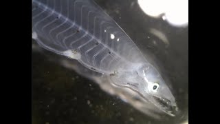 Leptocephalus,,(possibly) Myrophinae sp. (GS7)  (worm eels;Ophichthidae)