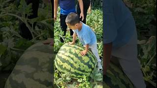 worlds biggest watermelons - 🇨🇳