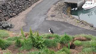 Puffins at Borgafjordur Eystri