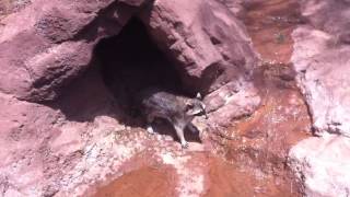 Raccoons at bearzona