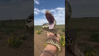 Grumpy Bull Snake in Oklahoma!