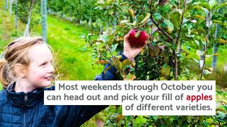 Lavalier's Pick Your Own Apples | Cowhown Crossing Pumpkin Patch | Harvest Season Grand Rapids, MN