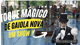 Toque Mágico dando um show na gaiola nova.