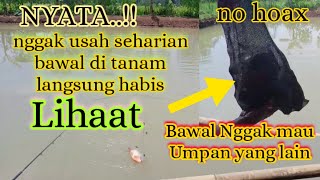 KARENA Bawal Baru di tanam langsung habis''para pemancing panas😀😀"",,umpan bawal harian paling jitu