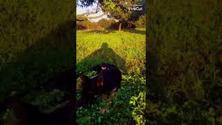 German Shepherd puppy play with grass....