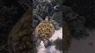 swimming #turtle  #underwater #komodo #shorts