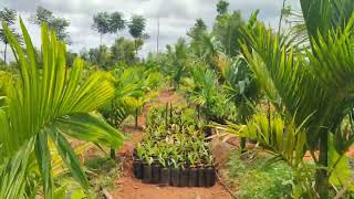 6.5 Acres farm land for sale (7338197726 ) 98 Kms from Bangalore