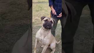 Biggest Pug in the World || Gaint Pug Only 1 in World