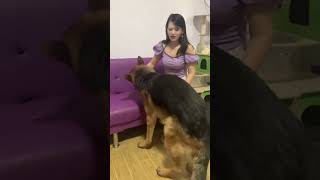 dog-raising funGerman Shepherd