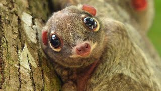 COLUGOS🦇 DO NOT FLY AND ARE NOT LEMURS | 👍ANIMALS