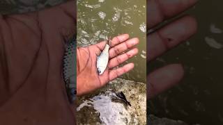 Good job !!😱👍 help  the stranded fish get home #fish #animals #shortvideo