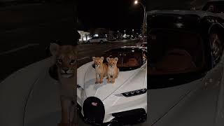 "Fierce luxury: Baby tigers meet Bugatti Chiron."🇦🇪#luxury#bughatti