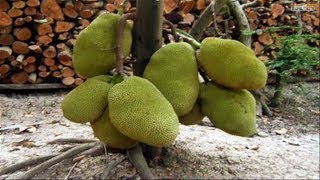 WOW! Amazing Agriculture Technology Jackfruit -2017