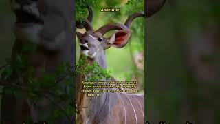 Diverse Antelopes: Beauty, Adaptability, and Unique Horns 🦌 #wildlife