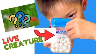 Build Your Own Mentos Box Aquarium for Live Creatures (Easy & Cheap)