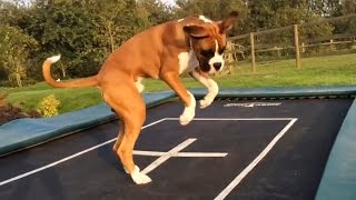 Dogs Who Love Trampolines