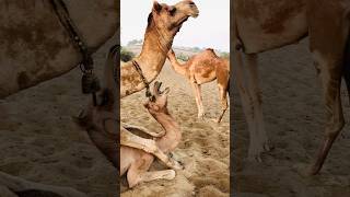 Camel daily routine in cold sesason #shorts  #shortvideo #youtubeshorts