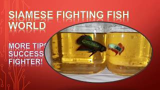 Tips for siamese fighting fish