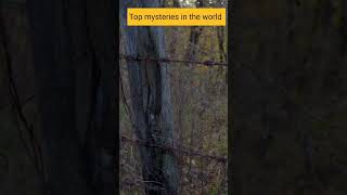 Top mysteries in the world|#shorts |#trendingshorts |#mysteries| #youtube| #yshorts