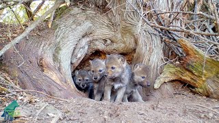 Wolf den with 5 pups under ancient cedar tree