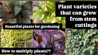 Plants that grow through stem cuttings🪴beautiful plants for your garden space