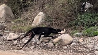 PLAGA DE CONEJOS 9, CON LOS AMIGOS DE VICTORIA