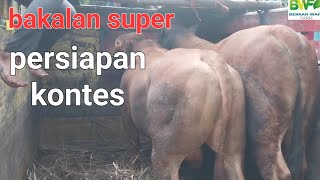 BAKALAN SAPI SUPER JUMBO DAN SAPI 850 KG