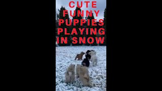 Cute Funny Puppies Playing In Snow #shorts #funnydoggydog #youtubeshorts #shortsvideo