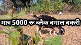 मात्र 5000 रू ब्लैक बंगाल बकरी , खूंटी झारखंड