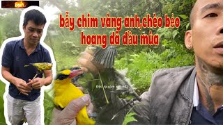 Bẫy chim vàng anh,chèo bẻo hoang dã (p1)/độc lạ sầm sơn-HD