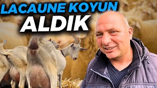 2023 KURBANLIK KUZU FİYATLARI | SATILIK DAMIZLIK KOÇLAR