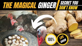 DON'T BUY TURKEY MEDICINE AGAIN : How to use Ginger to treat Turkeys | Benefits of ginger to chicken