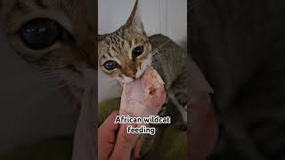 African wildcat feeding #animal #wildanimal #cuteanimals #cat #fypシ゚viral #viralshorts #shorts #fyp