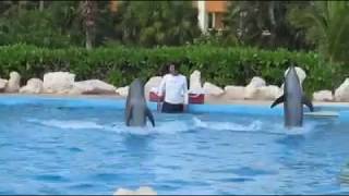 Dolphins at Grand Bahia Principe Tulum.