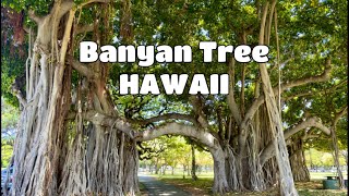 Kapiolani Park #waikiki #hawaii #diamondhead #banyantree