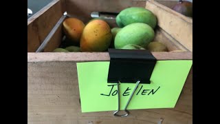 Jo Ellen Mango - Tasting Florida Mangos