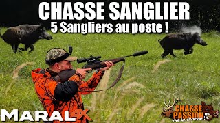 Chasse sanglier - Une battue de rêve avec 5 sangliers !