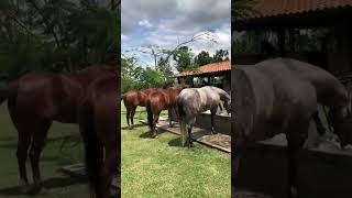 El Éxito del Cuarto de Milla y el Criadero El Cedro QH