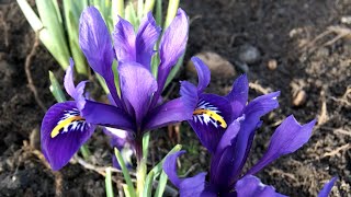 Iris reticulata (blue) - FarmerGracy.co.uk