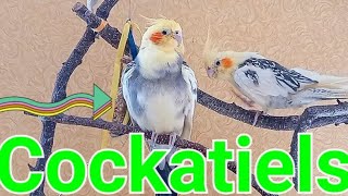 #CockatielCompanion #CockatielSinging #SoundCockatiel #CockatielsFamily #Parrot#Корелла #КореллаПоет