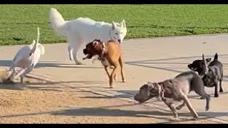 160. Pitbull’s Dog Park Play Collection 09/24/2024 #Pitbull