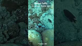 [4K] Cute Masked Puffer / Egypt Hurghada La Casa Beach #shorts #snorkeling #redsea #hurghada