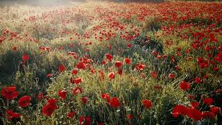 #Футаж маковая долина ◄4K•HD► #Footage poppy valley