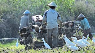 Rice Farm Field Preparation - Hand Tractor Tilling Top Soil